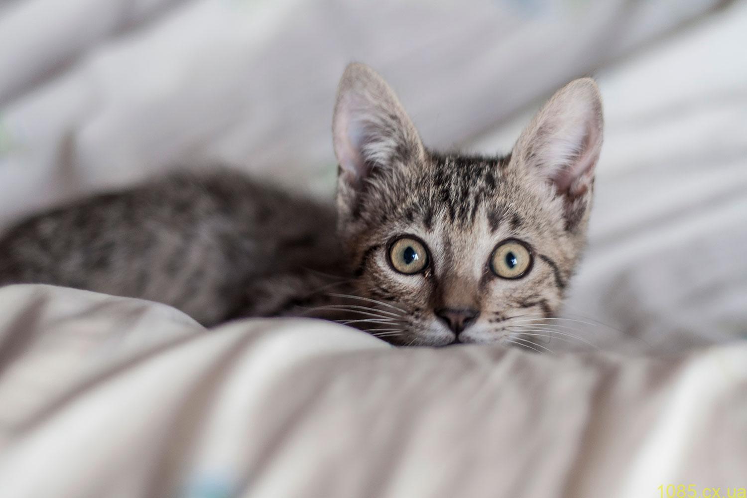 Влияние корма в паучах на пищеварение кошек